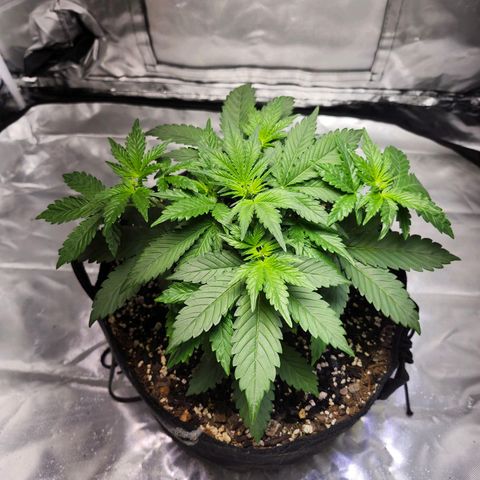 Original Auto Chemdawg growlog timeline photo
