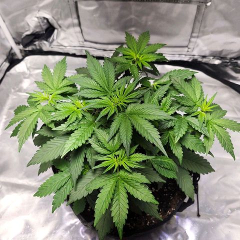Original Auto Chemdawg growlog timeline photo