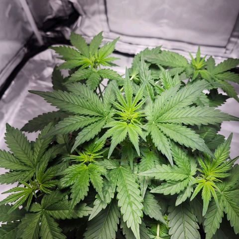 Original Auto Chemdawg growlog photo: Light raised 