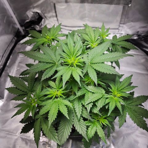 Original Auto Chemdawg growlog timeline photo