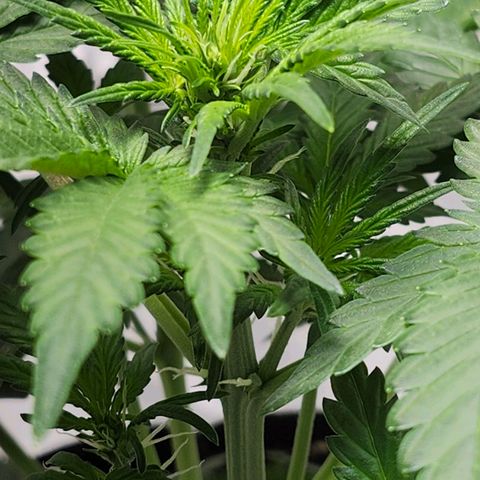Original Auto Chemdawg growlog timeline photo