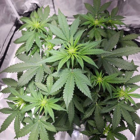 Original Auto Chemdawg growlog timeline photo