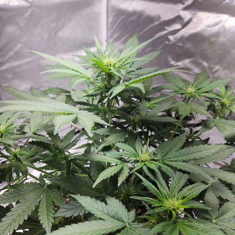 Original Auto Chemdawg growlog timeline photo