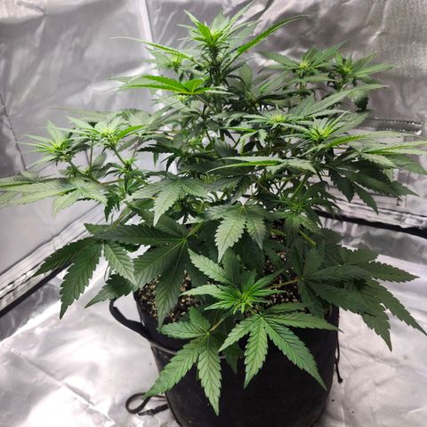 Original Auto Chemdawg growlog timeline photo