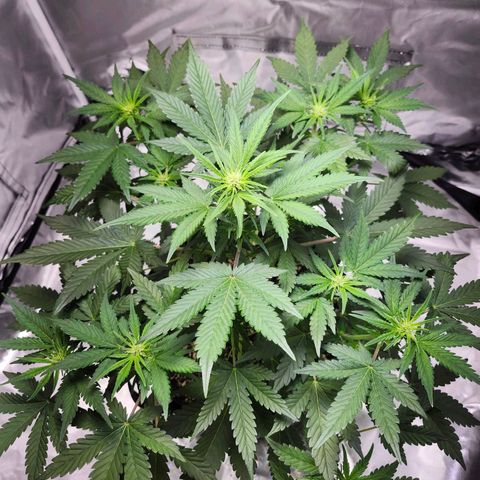 Original Auto Chemdawg growlog timeline photo