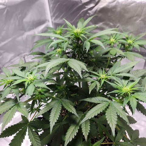 Original Auto Chemdawg growlog timeline photo