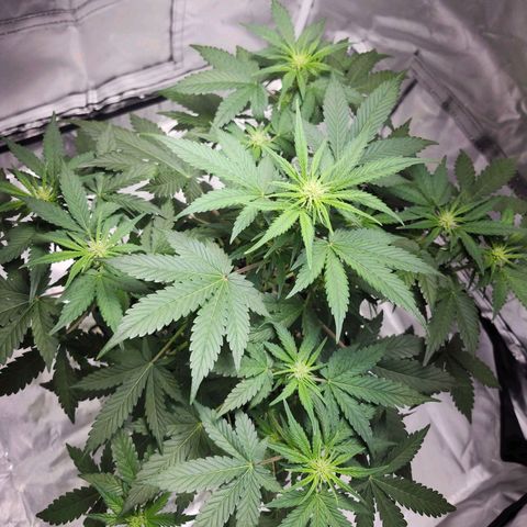 Original Auto Chemdawg growlog timeline photo