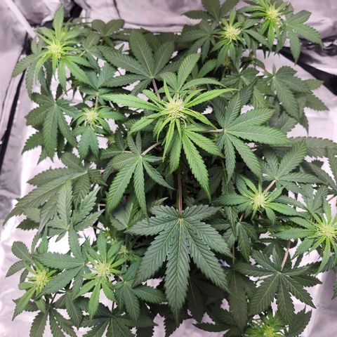 Original Auto Chemdawg growlog timeline photo