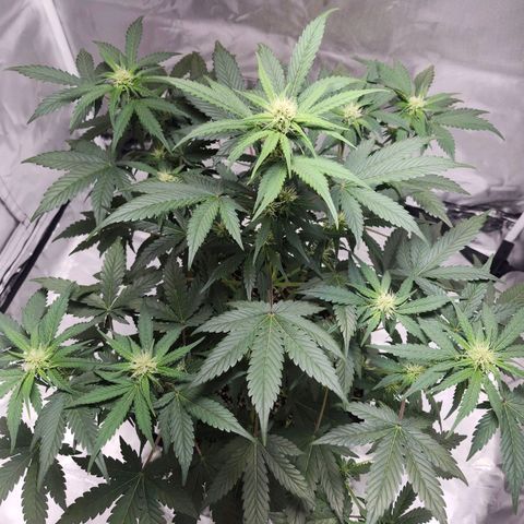 Original Auto Chemdawg growlog timeline photo