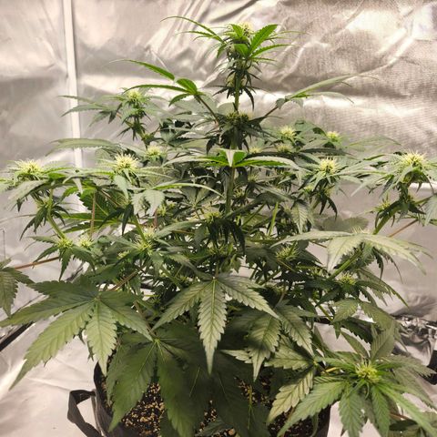 Original Auto Chemdawg growlog timeline photo