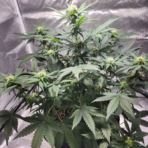 Original Auto Chemdawg growlog timeline photo