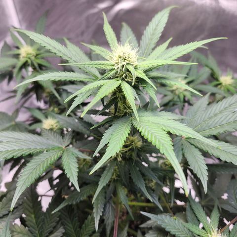 Original Auto Chemdawg growlog timeline photo