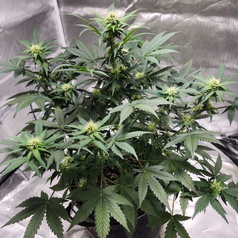 Original Auto Chemdawg growlog timeline photo