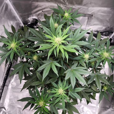 Original Auto Chemdawg growlog timeline photo