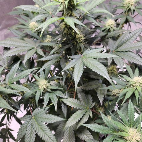 Original Auto Chemdawg growlog timeline photo