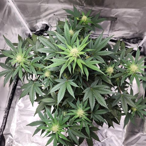 Original Auto Chemdawg growlog timeline photo