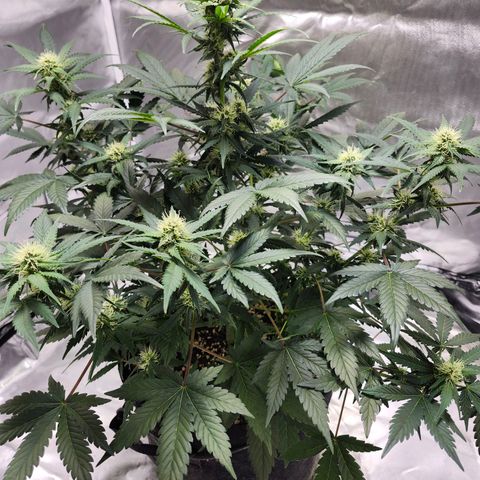 Original Auto Chemdawg growlog timeline photo