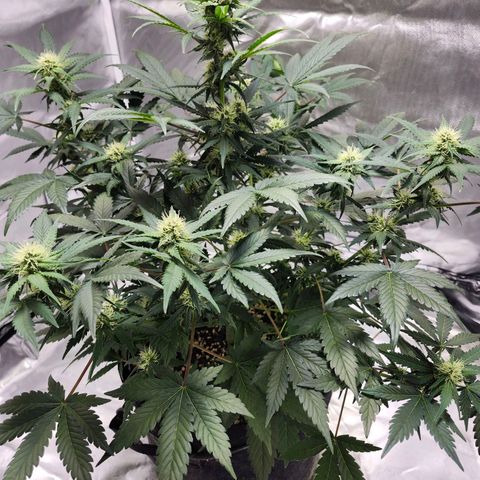 Original Auto Chemdawg growlog timeline photo