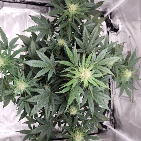 Original Auto Chemdawg growlog timeline photo