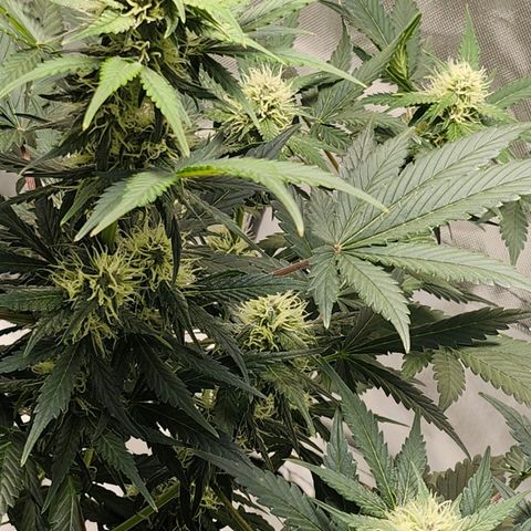 Original Auto Chemdawg growlog timeline photo