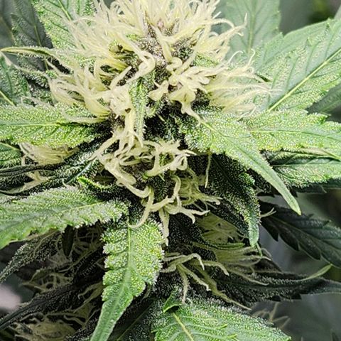Original Auto Chemdawg growlog timeline photo