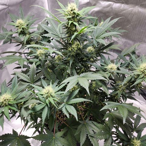 Original Auto Chemdawg growlog timeline photo