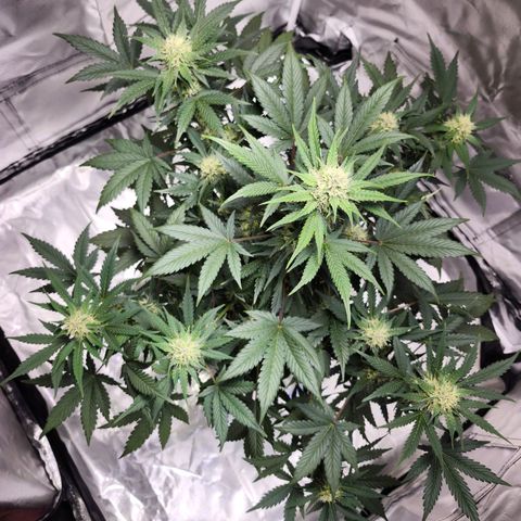 Original Auto Chemdawg growlog timeline photo