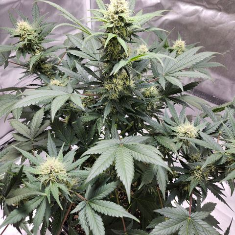 Original Auto Chemdawg growlog timeline photo