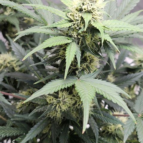 Original Auto Chemdawg growlog timeline photo