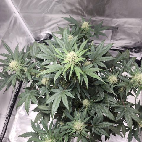 Original Auto Chemdawg growlog timeline photo
