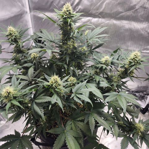 Original Auto Chemdawg growlog timeline photo