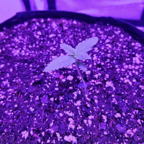 LSD-25 growlog timeline photo