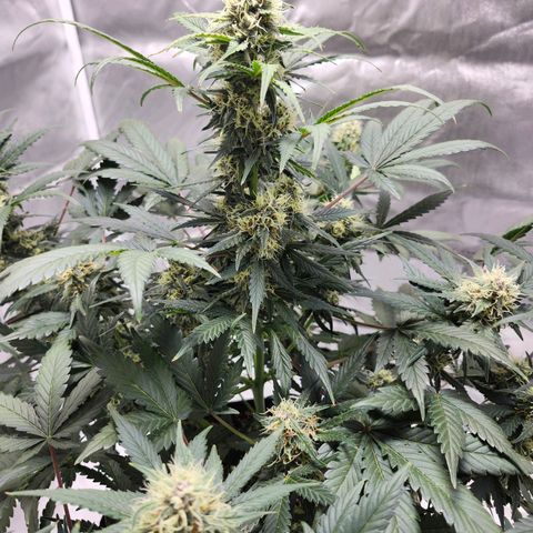 Original Auto Chemdawg growlog timeline photo