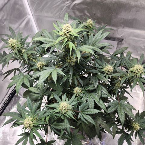 Original Auto Chemdawg growlog timeline photo