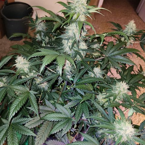 Original Auto Chemdawg growlog timeline photo