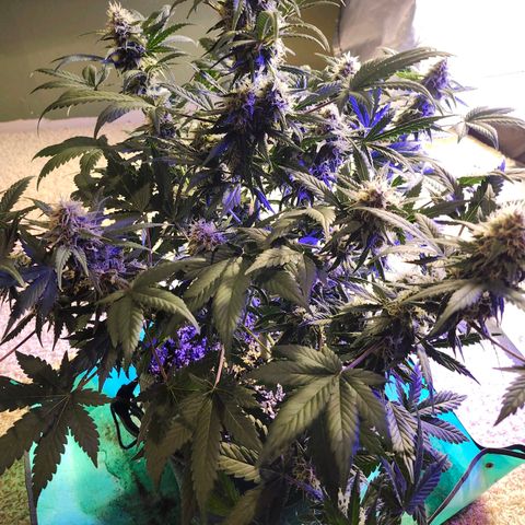 Original Auto Chemdawg growlog timeline photo