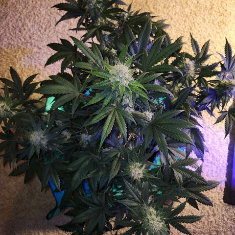 Original Auto Chemdawg growlog timeline photo