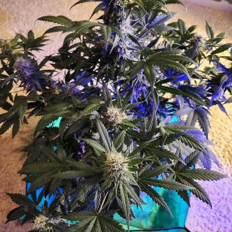 Original Auto Chemdawg growlog timeline photo