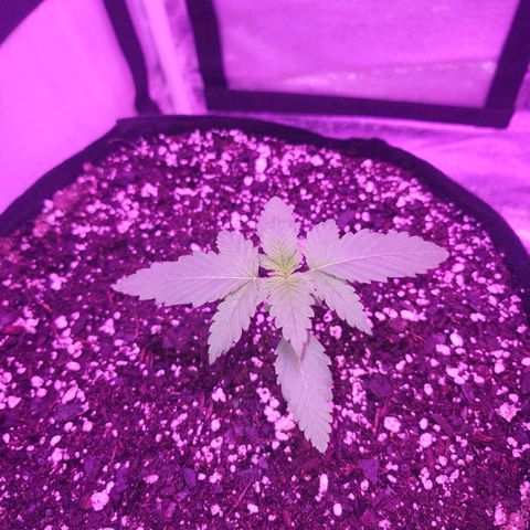 LSD-25 growlog timeline photo