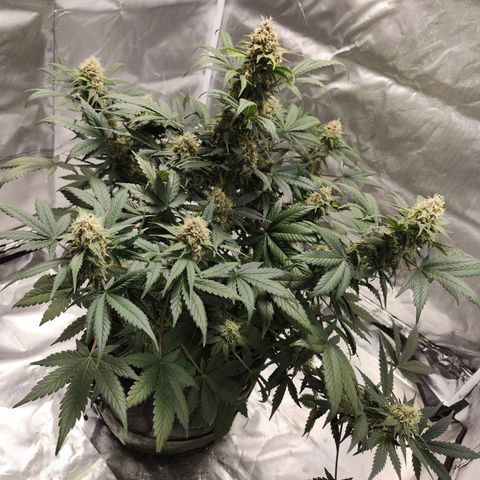 Original Auto Chemdawg growlog timeline photo