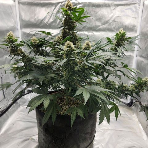 Original Auto Chemdawg growlog timeline photo