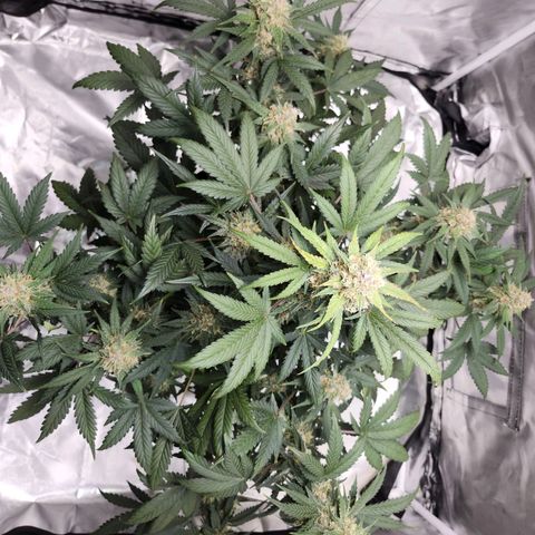 Original Auto Chemdawg growlog timeline photo