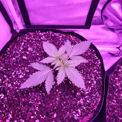 LSD-25 growlog timeline photo