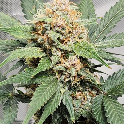 Original Auto Chemdawg growlog timeline photo