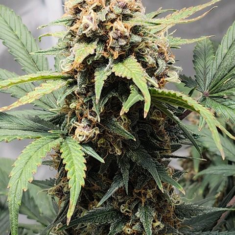 Original Auto Chemdawg growlog timeline photo
