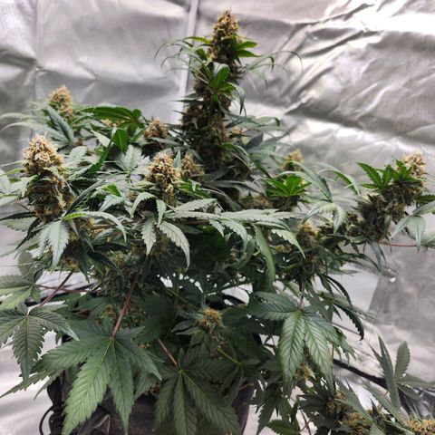Original Auto Chemdawg growlog timeline photo