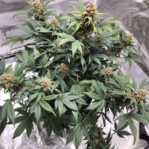 Original Auto Chemdawg growlog timeline photo