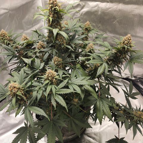 Original Auto Chemdawg growlog timeline photo
