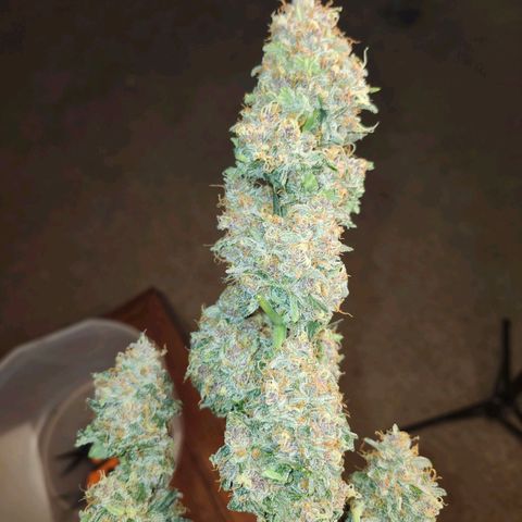 Original Auto Chemdawg growlog timeline photo
