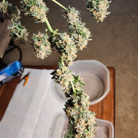 Original Auto Chemdawg growlog timeline photo